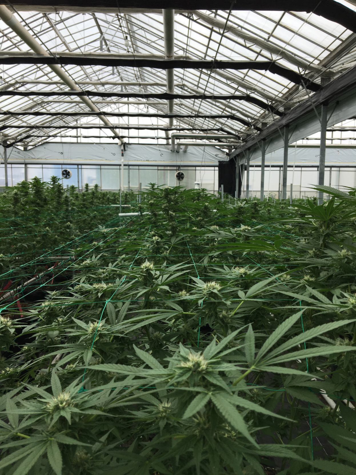 Cannabis in greenhouse